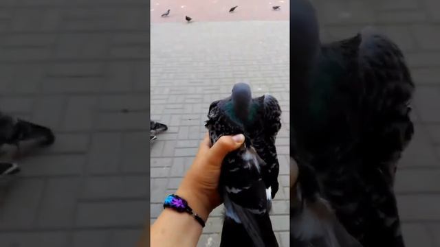 Как ловить голубей на семечки смотреть онлайн