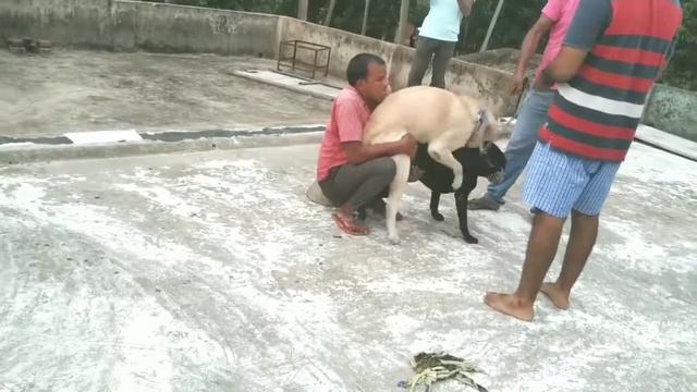 How To Breed Labrador Stud Dog Crossing #Dogmating