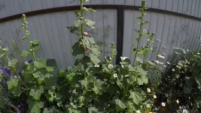 ЦВЕТЕНИЕ ШТОК РОЗЫ. НЕВЕРОЯТНАЯ КРАСОТА!!! смотреть онлайн