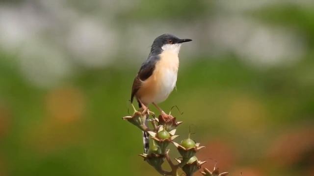 Звуки природы .Горная река . Музыка для медитации . смотреть онлайн