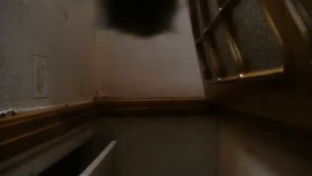 Cats Combat.wmv смотреть онлайн