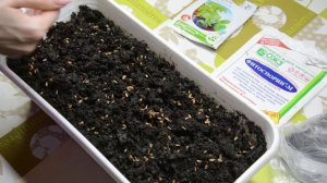 Посадка семян туи от А до Я