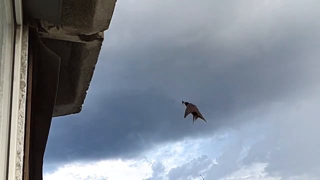 Полёт скворца slow mo смотреть онлайн
