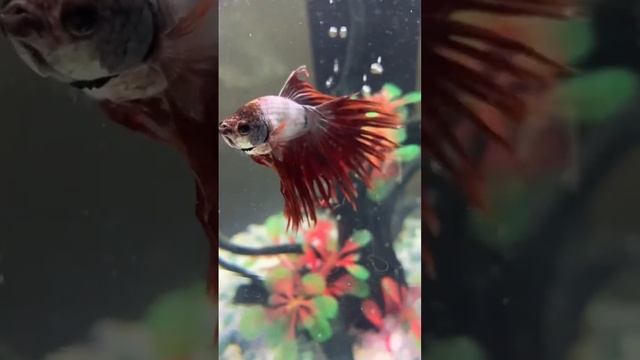 Бойцовская рыбка (Betta splendens) смотреть онлайн