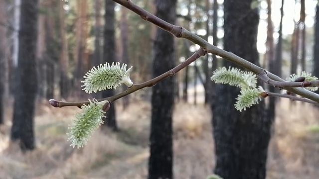Верба. Природа. Деревья. На природе. Релакс. Весна. Весна 2021г. смотреть онлайн
