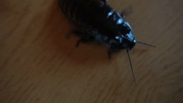 Blatta fischiante del Madagascar: Gromphadorhina portentosa смотреть онлайн