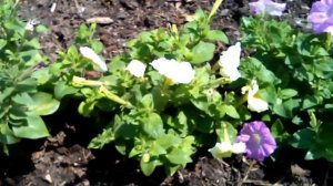 ХЕЛАТ ЖЕЛЕЗА  Петунии восстановлены