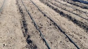 Посадка виноградной школки. Отправляем наши черенки винограда в школу :)