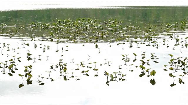 Carolyn Enger, Debussy with Visuals in Concert смотреть онлайн