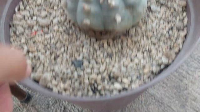 LOPHOPHORAS | PEYOTE | CUIDADOS EN INVIERNO смотреть онлайн