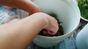 Как солить грибы. Рецепт вкусных солёных грибов. Солим отварные козлята.