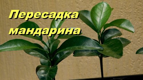 Пересадка мандарина. Как пересадить росточки мандарина. смотреть онлайн
