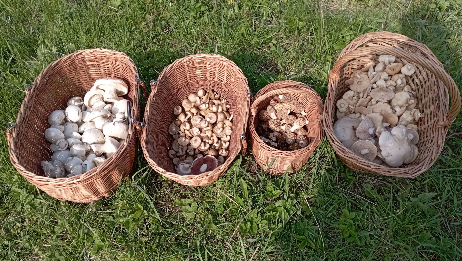 По грибы 15 апреля 2023 года. ВОСЕМЬ видов грибов!!! смотреть онлайн