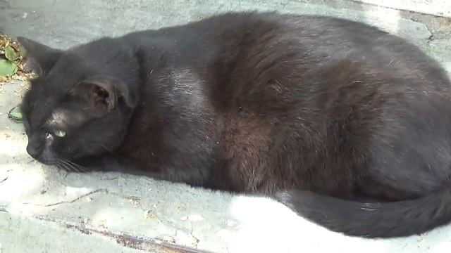 Домашний кот отдыхает на бордюре домашний манул камышовый кот дома смотреть онлайн