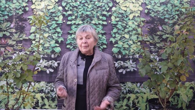 Можно ли укоренять розу осенью ? Черенкование роз на зиму смотреть онлайн