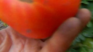 Томат Русский вихрь гном.