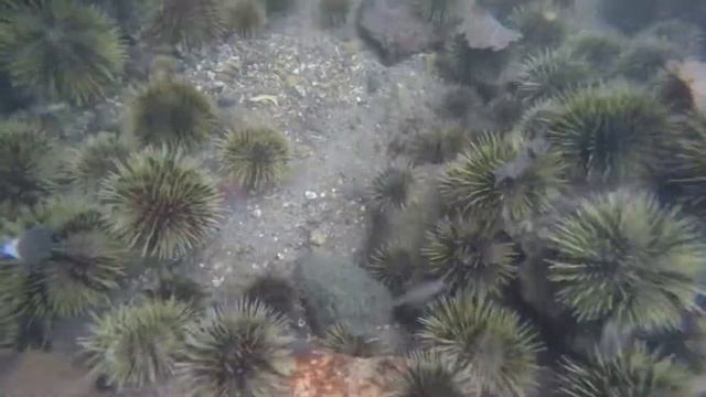 Strongylocentrotus droebachiensis смотреть онлайн