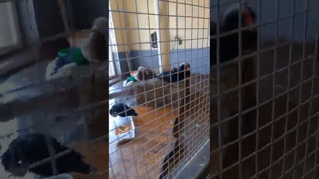 ЗООПАРК КАЛИНИНГРАДА (ЖИВОТНЫЕ ЧАСТЬ 2) смотреть онлайн