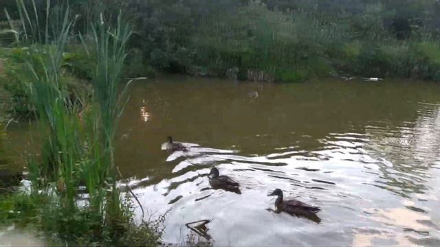 дикие утки кормятся с рук на моём пруду/летние воспоминания смотреть онлайн
