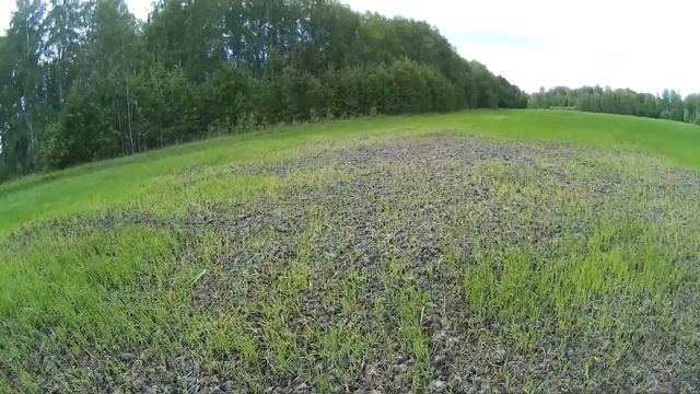 Мечта, а не поле! Обзор грязи, овса и осота Гуляю по полю после дождей Посевы без вспашки смотреть онлайн