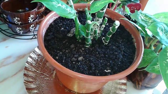 Диффенбахия и вредители... смотреть онлайн