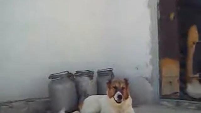 Смелый Рыжий, хозяева рассказывают о нем(Эксп.Айтжан) смотреть онлайн