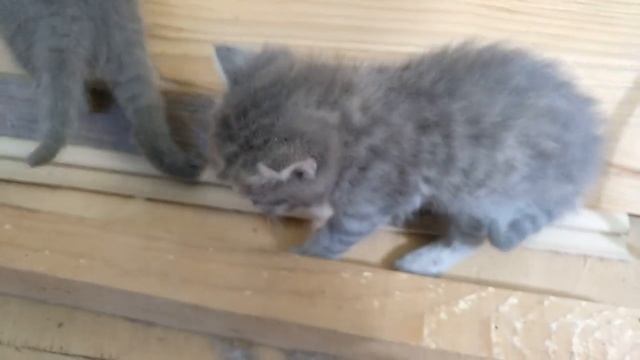 Спасение котят. Кошка родила 8 котят и бросила. Котята готовы к раздаче - выходили. Котята милые смотреть онлайн