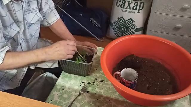 Добавка земли в контейнер с томатами Президент F1 смотреть онлайн