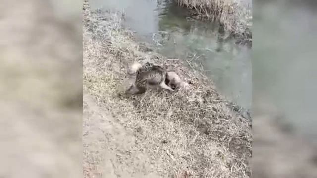 YASHASH UCHUN KURASH .IT VA QASHQALDOQ JANGI