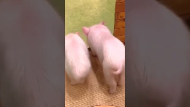 mini pig смотреть онлайн