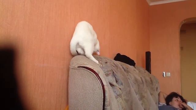 Кот охотится на хвост смотреть онлайн