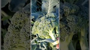 капуста брокколи Маратон F1 (Sakata)