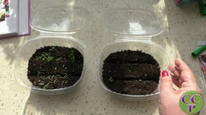 Аквилегия. Стратификация и выращивание