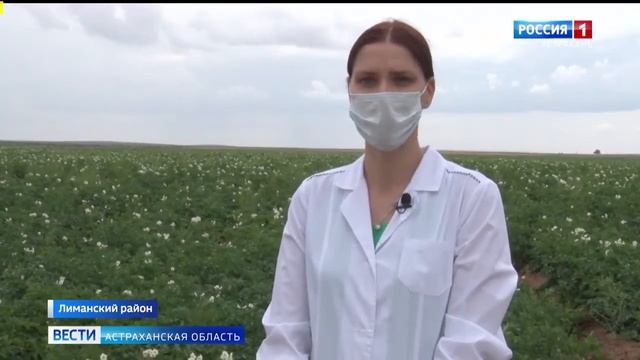 Россельхознадзор проверяет посевы картофеля в Астраханской области.mp4 смотреть онлайн