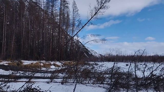 Валим лес)) Субботник! Оймяконский улус! смотреть онлайн