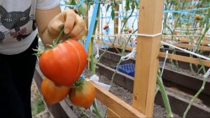 сортовой томат СЕРДЦЕ ЛИННЕЯ обзор