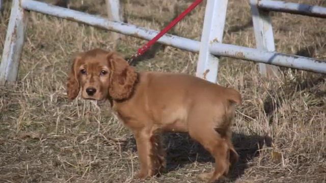 Англійський кокер-спаніель Ліза смотреть онлайн