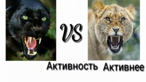 Львица vs Пантера (Кто выйграет?) ч.о обьязательно!