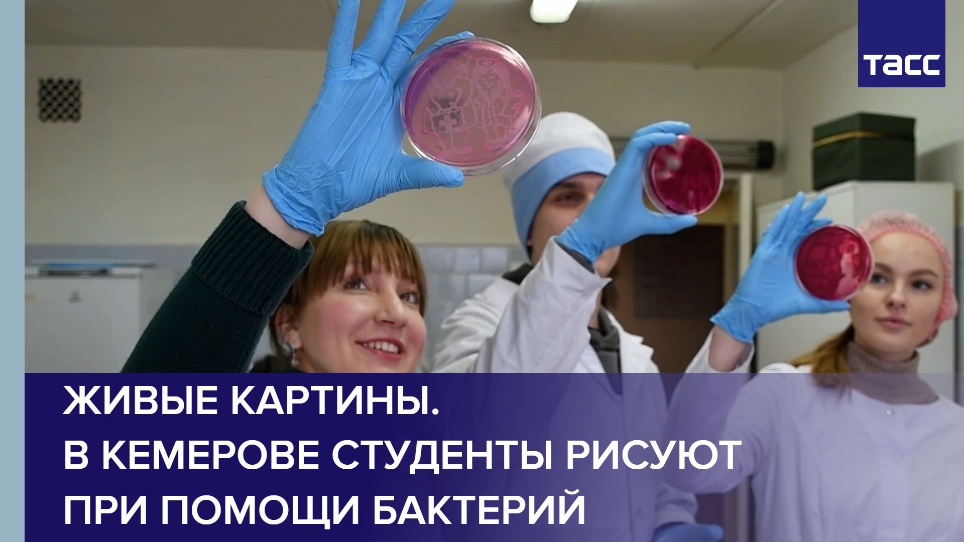Живые картины. В Кемерове студенты рисуют при помощи бактерий