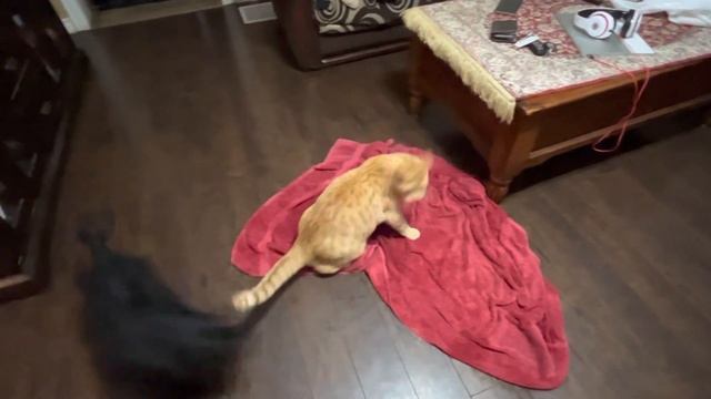 Последний бой! Кот против Скотч Терьера. После бани можно и в бой ! Last fight. Cat vs. Scottie смотреть онлайн