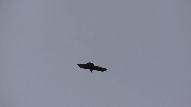 Животные весной смотреть онлайн