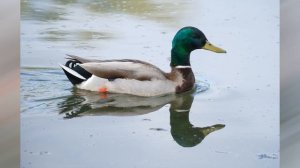 The Best Telephoto Zoom Lenses: The Fujifilm XF 150-600mm