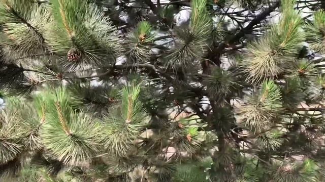 Арт .СЧ10 смотреть онлайн