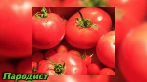 САМЫЕ неприхотливые СОРТА ТОМАТОВ позволяющие вырастить большой урожай Обзор и характеристик