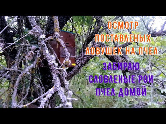 Два роя смотреть онлайн