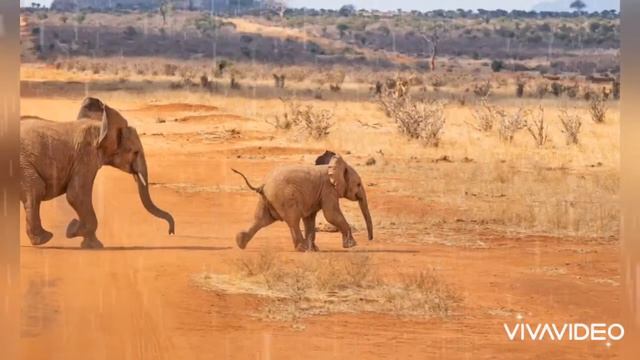 Safari Elephant Landscape Nature Africa Savannah смотреть онлайн
