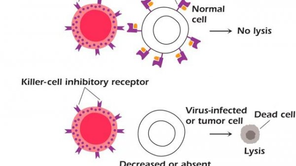 Antigen Antibody