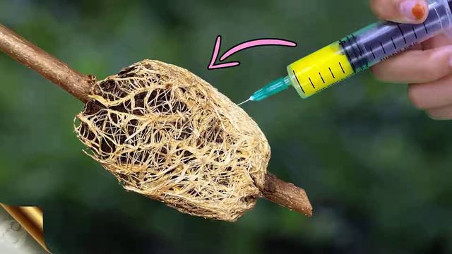 How To Propagate Ficus Benjamina смотреть онлайн