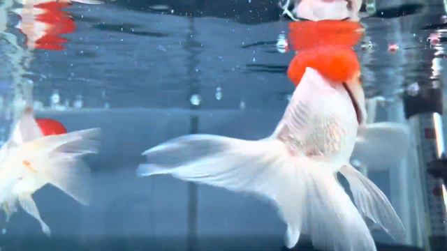 HOW TO MAKE YOUR AQUARIUM WATER CRYSTAL CLEAR💦❤️ смотреть онлайн