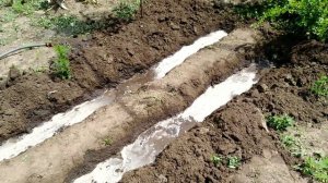 Когда и как высаживать луковицы гладиолусов в открытый грунт. Неприхотливый сад